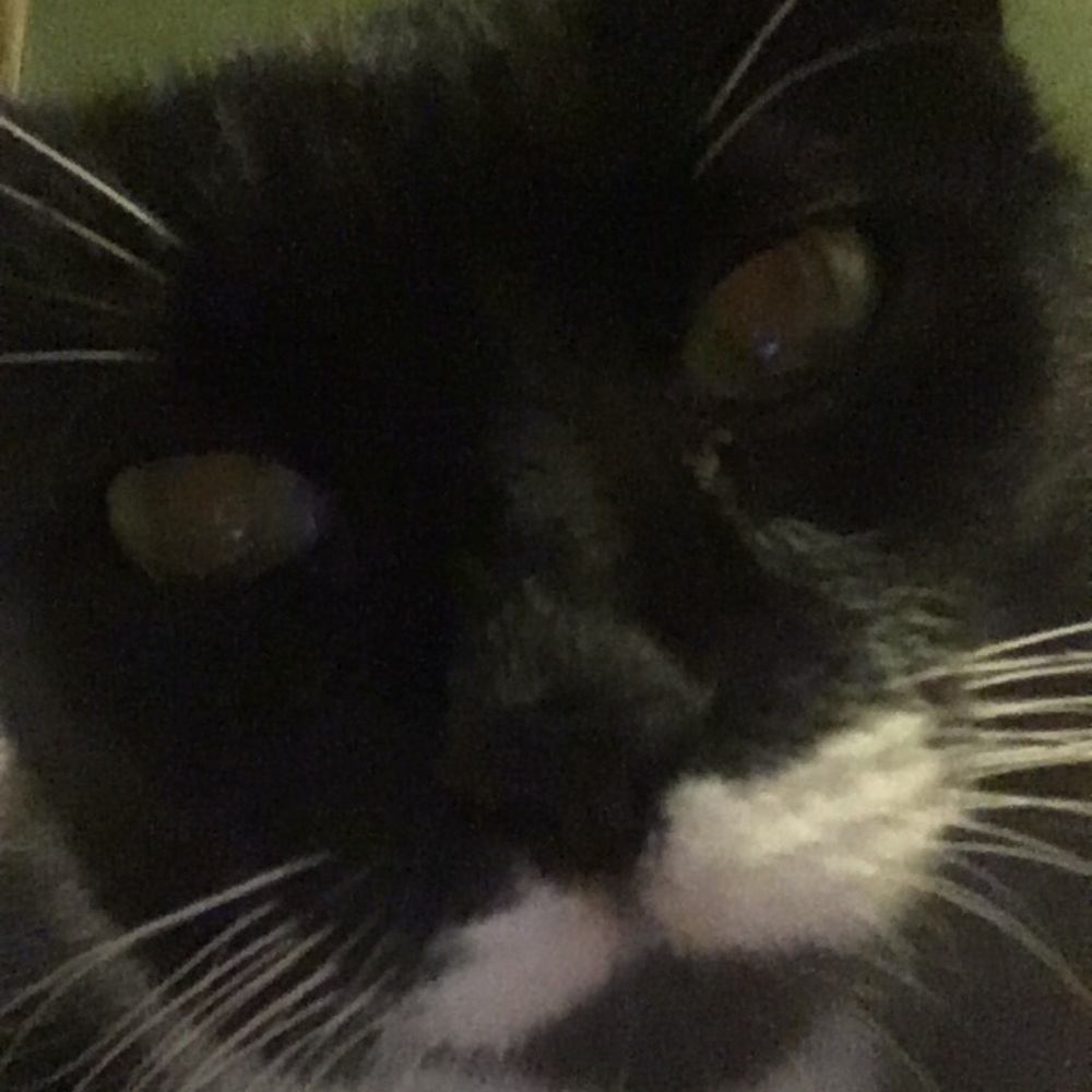 Meet your Posher, Sasha